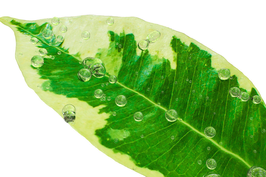 Water drops on Ficus leaf, illustration