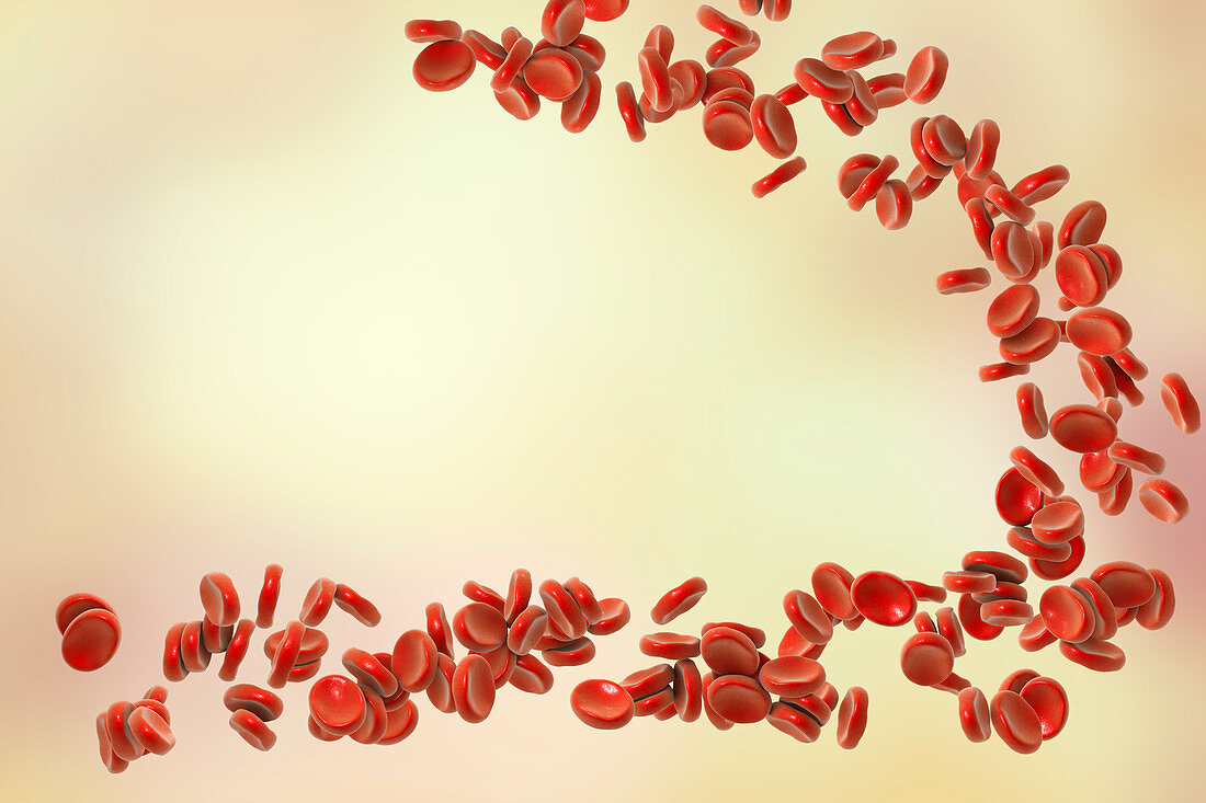 Red blood cells, illustration