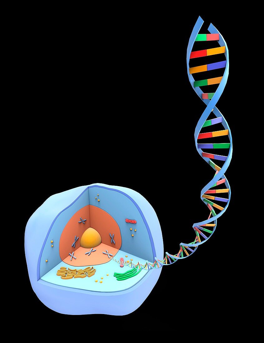 Human cell and DNA, artwork
