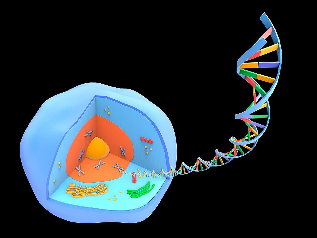 Human cell and DNA, artwork