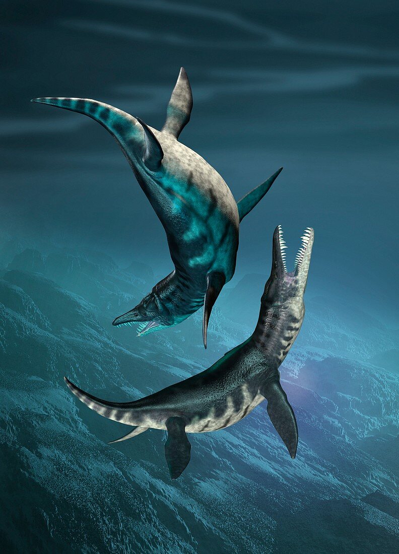 Liopleurodon marine reptiles, illustration