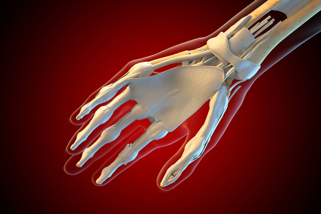 Ligaments of the human hand