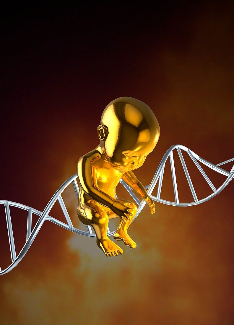 Human foetus and DNA strand