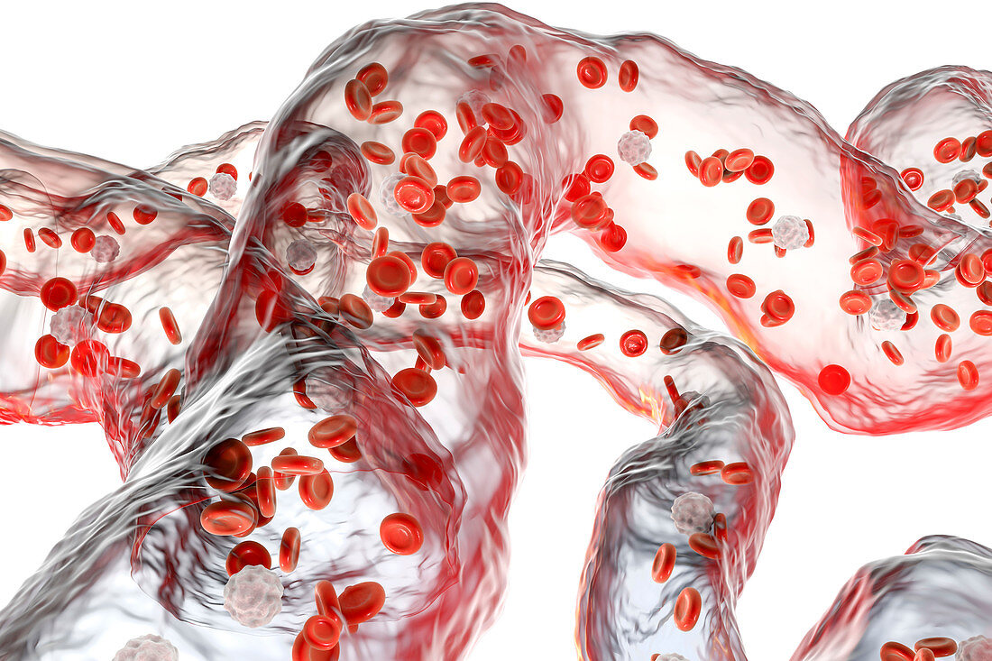 Network of blood vessels with blood cells, illustration