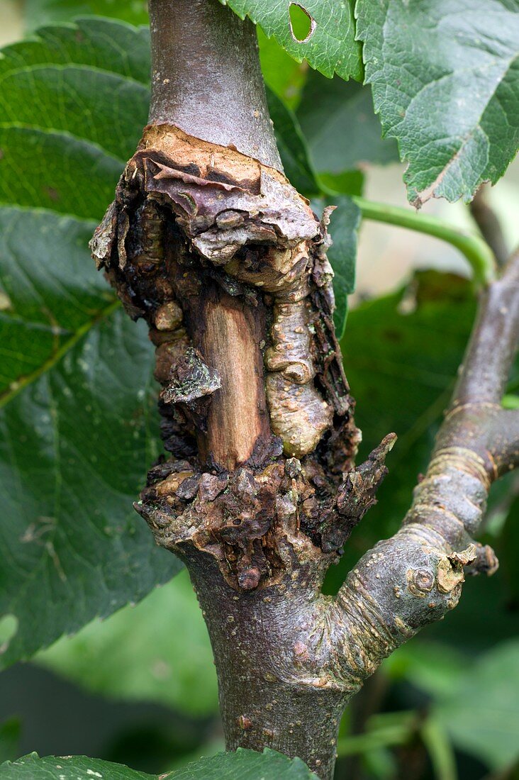 Canker infection of an apple tree