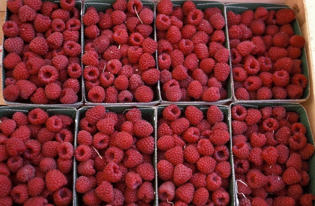 Himbeeren in Pappschalen auf dem Markt