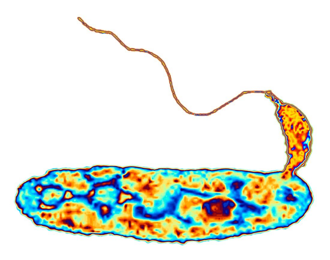 Bacteria (Bdellovibrio bacteriovorus)