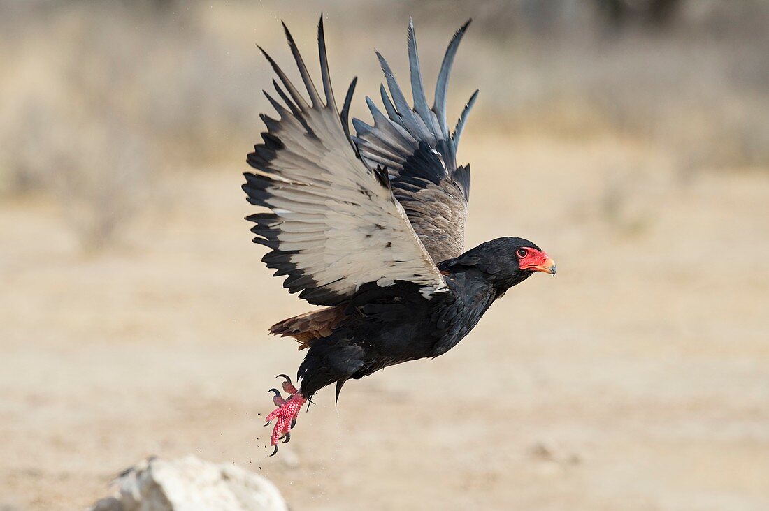 Adult Bateleur Eagle taking off