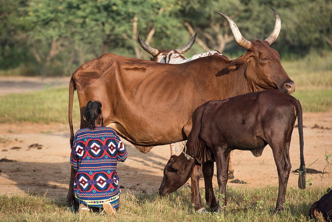 Wodaabe pastoralist woman milking a cow
