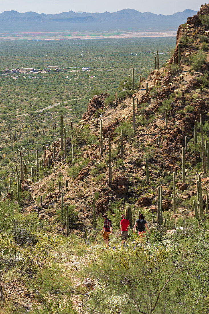 Hikers amongst cacti in desert terrain, USA