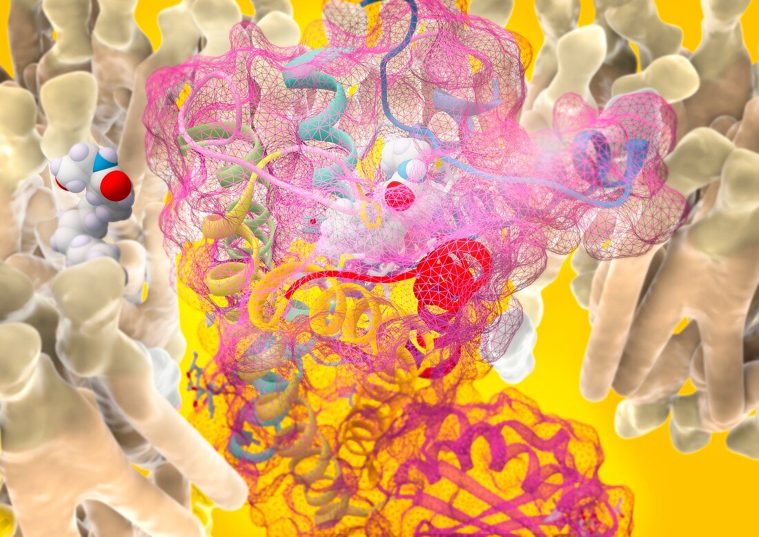 Anandamide and cannabinoid receptor, molecular model