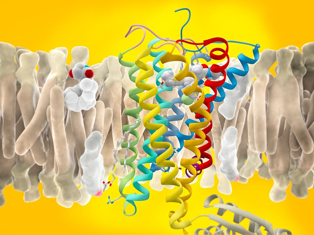 THC antagonist and CB1 receptor, molecular model