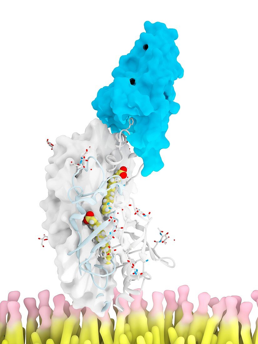 CD36 receptor and malaria protein, molecular model