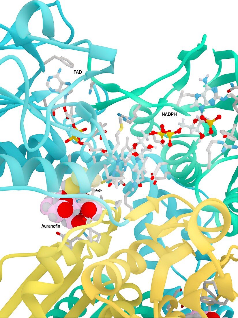 Auranofin drug and thioredoxin reductase, molecular model
