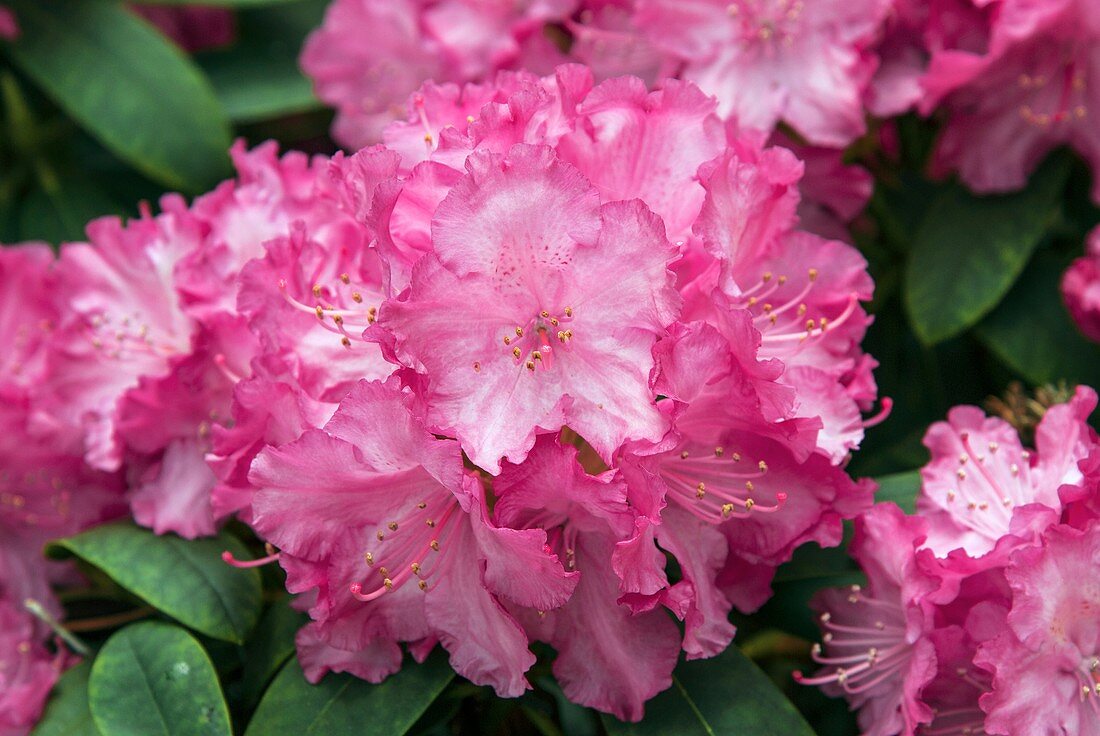 Rhododendron 'Tatjana' in flower