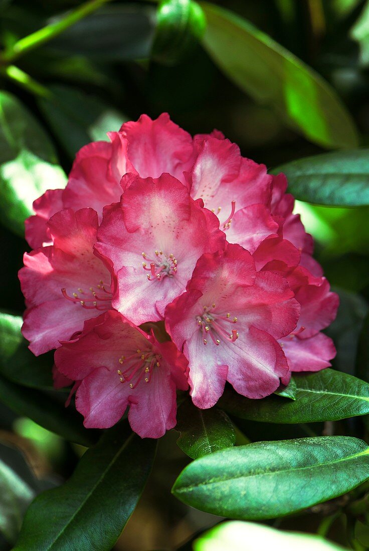 Rhododendron 'Fantastica' in flower