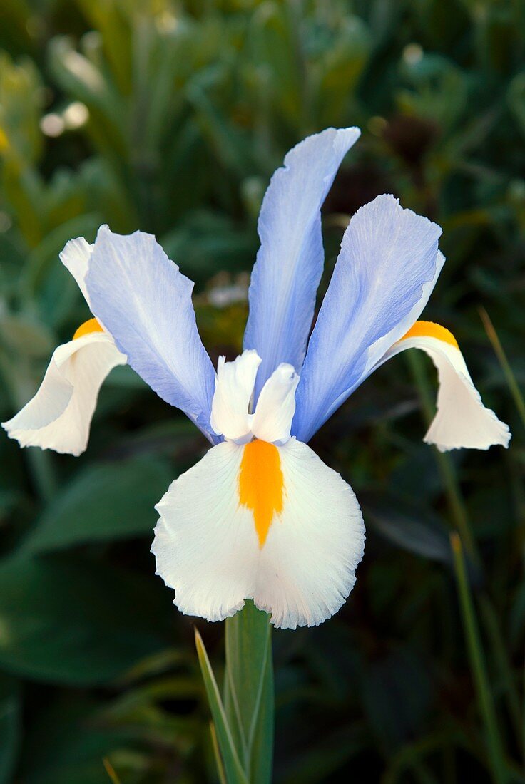 Dutch iris (Iris x hollandica 'Silvery Beauty')