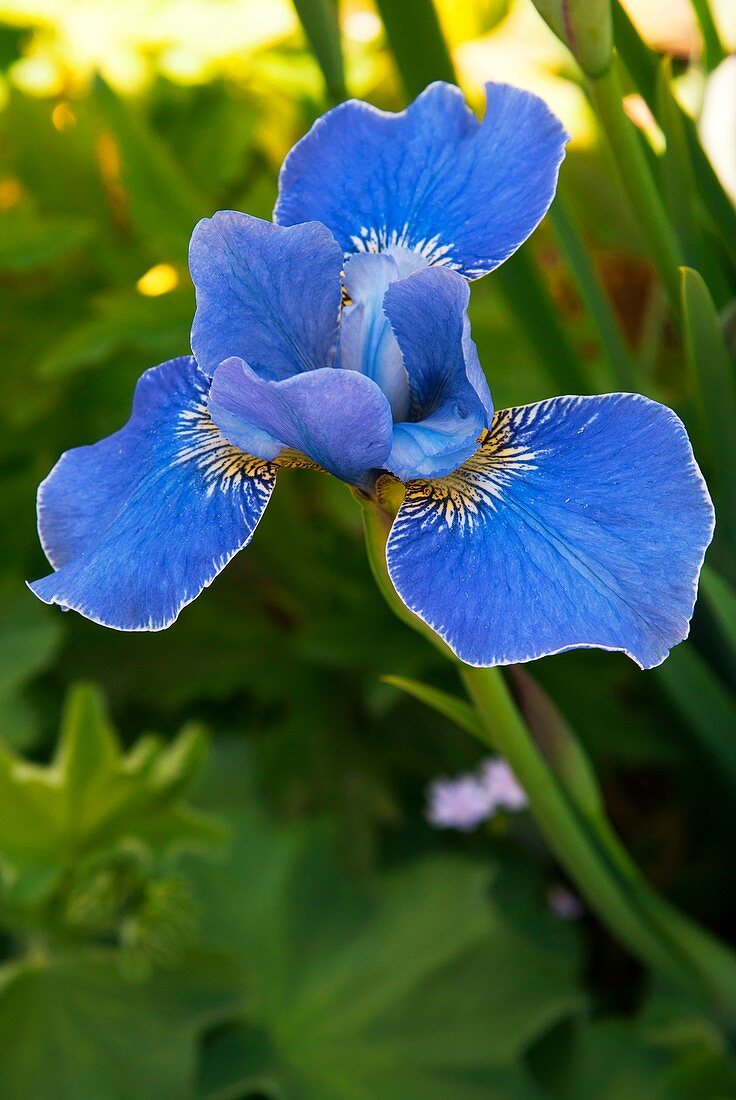 Iris 'Silver Edge' flower