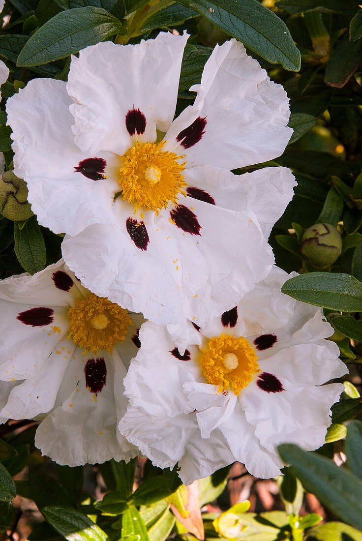 Cistus ladanifer in flower