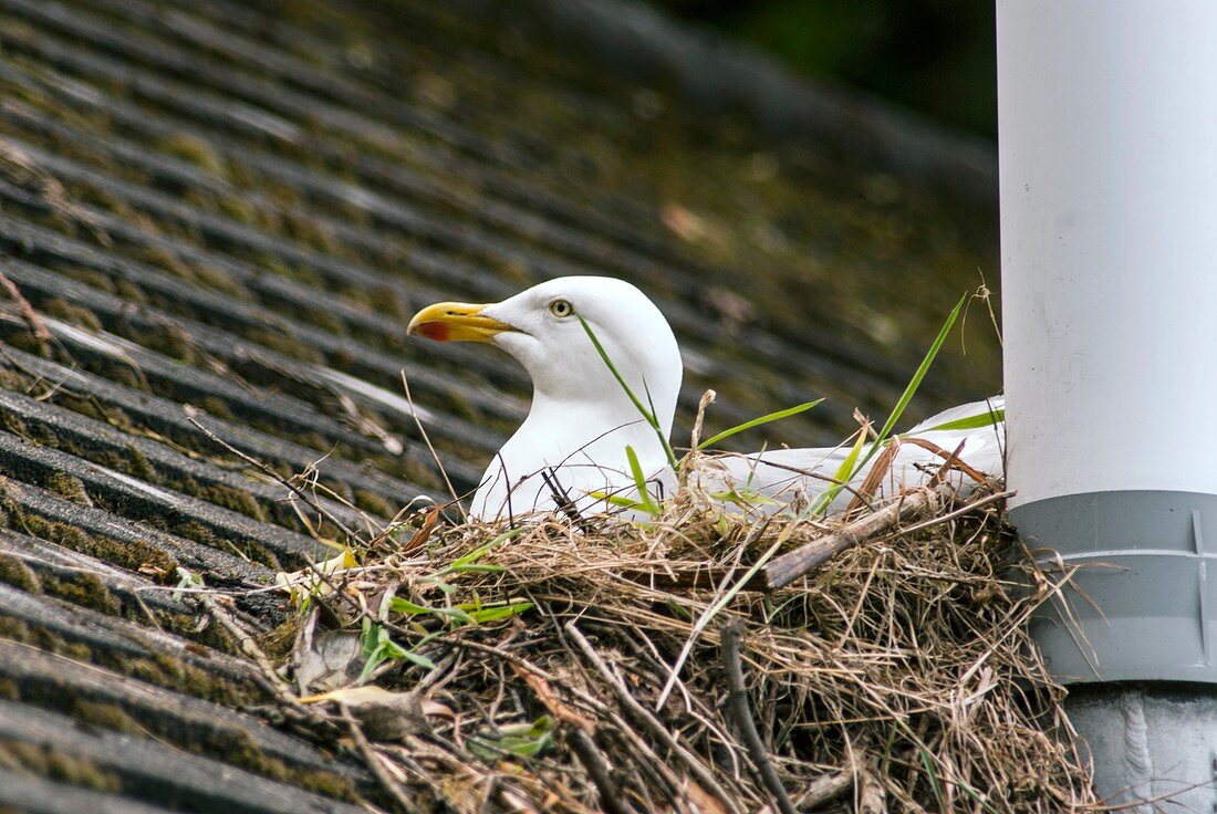 European herring gull nesting
