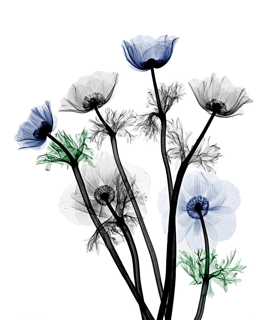 Anemone sp. flowers, X-ray