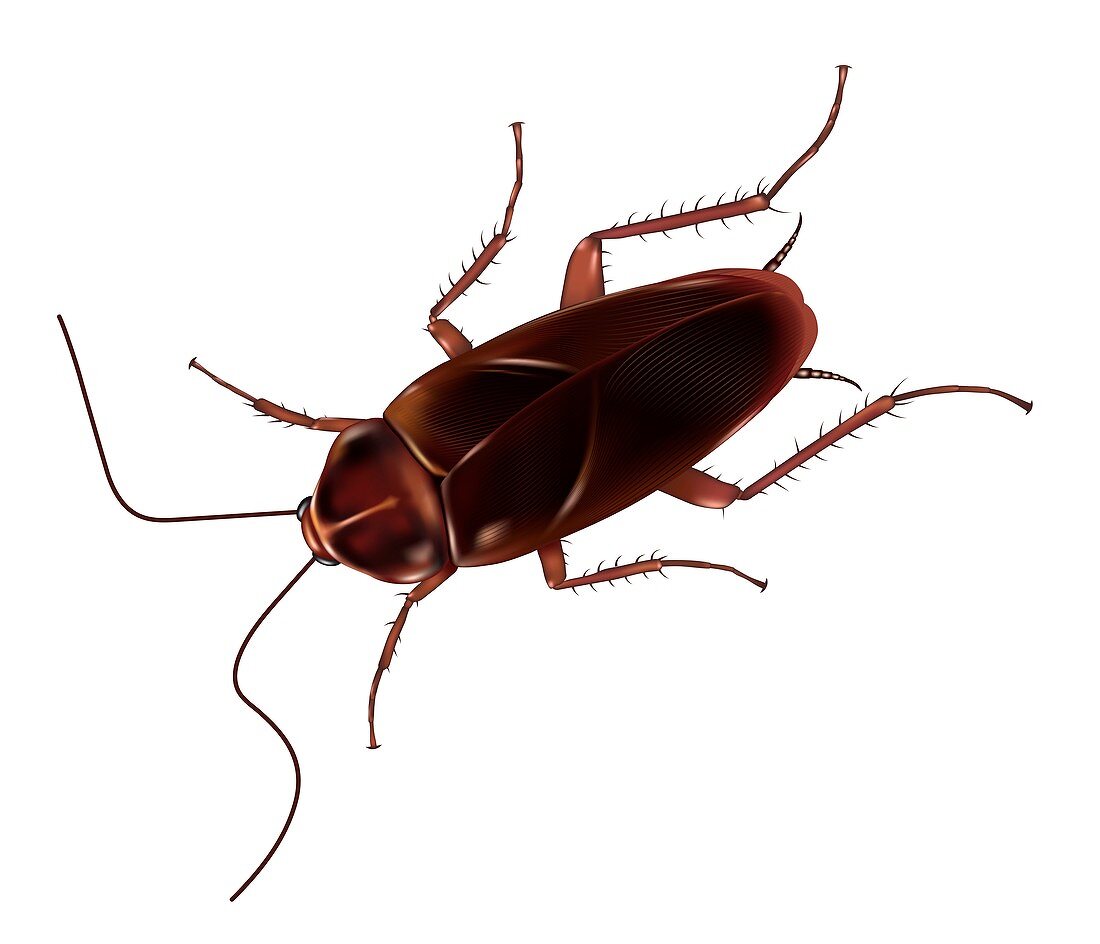 American cockroach, illustration