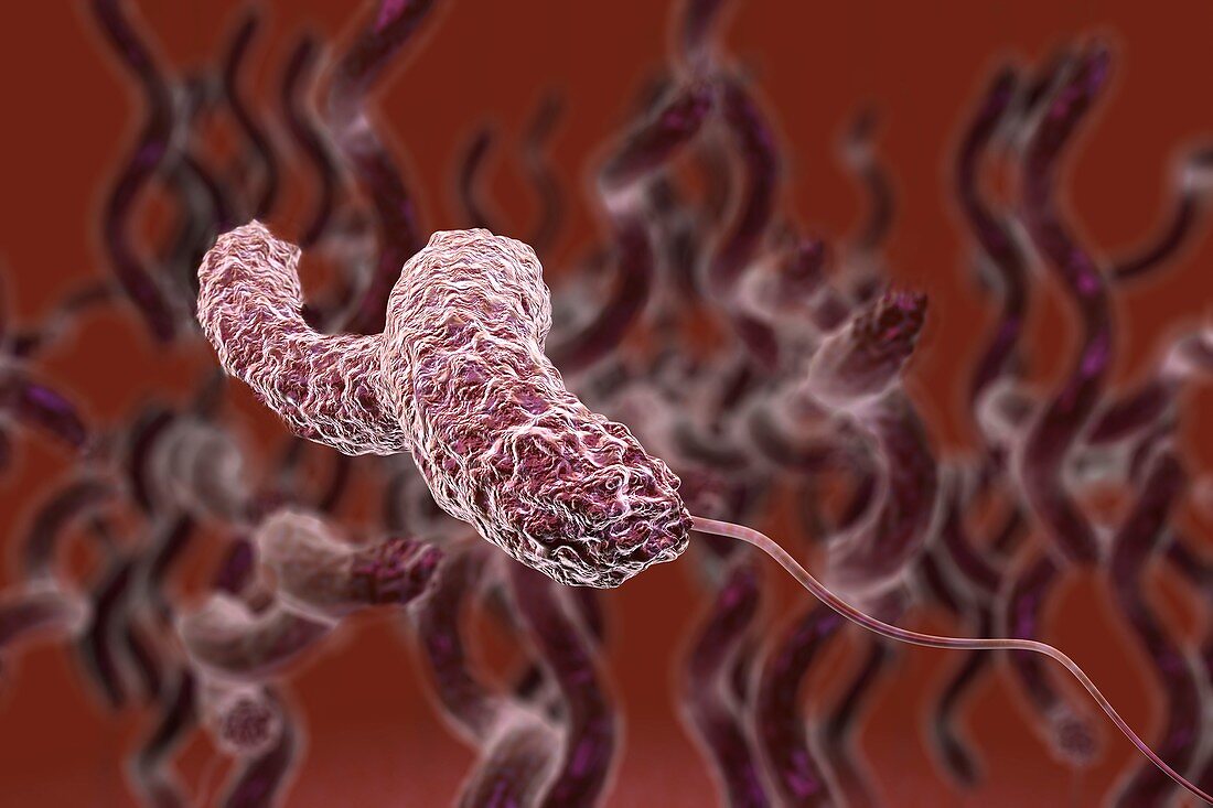 Campylobacter jejuni bacteria, illustration