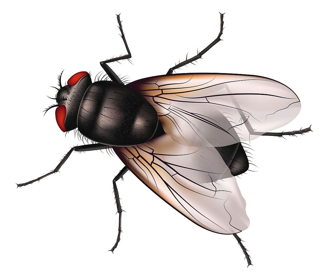 House fly, illustration