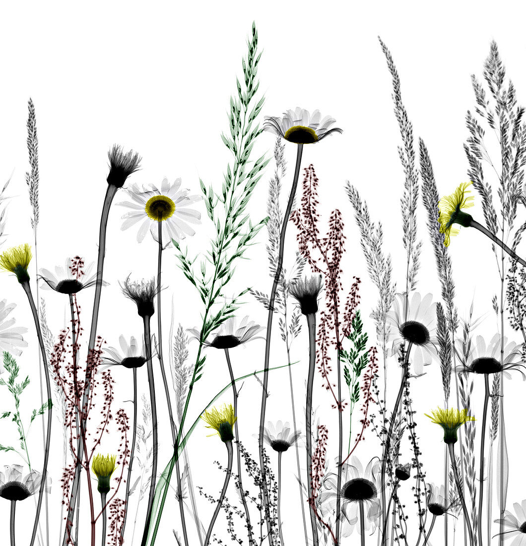 Wildflowers, X-ray