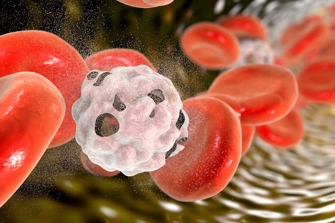 Destruction of white blood cell, illustration
