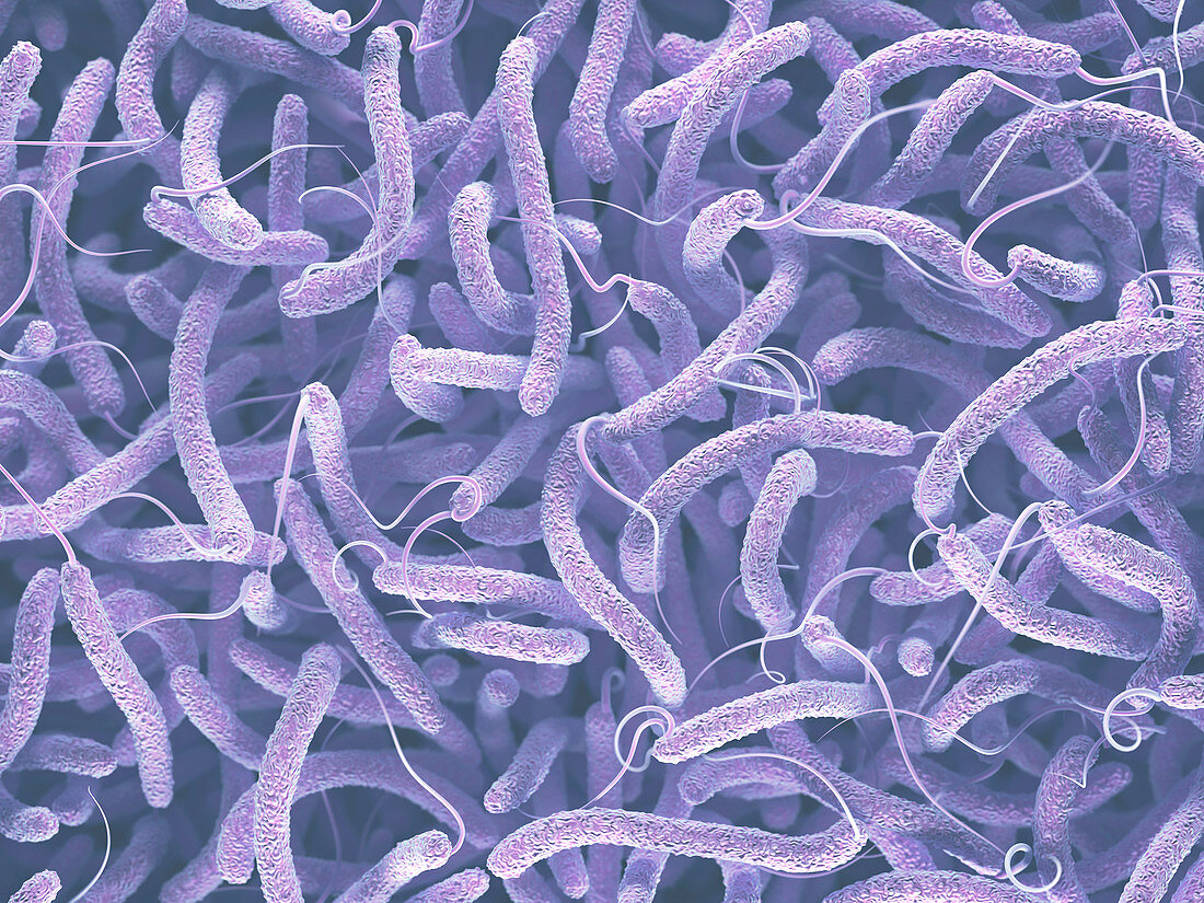 Vibrio cholerae and flagella