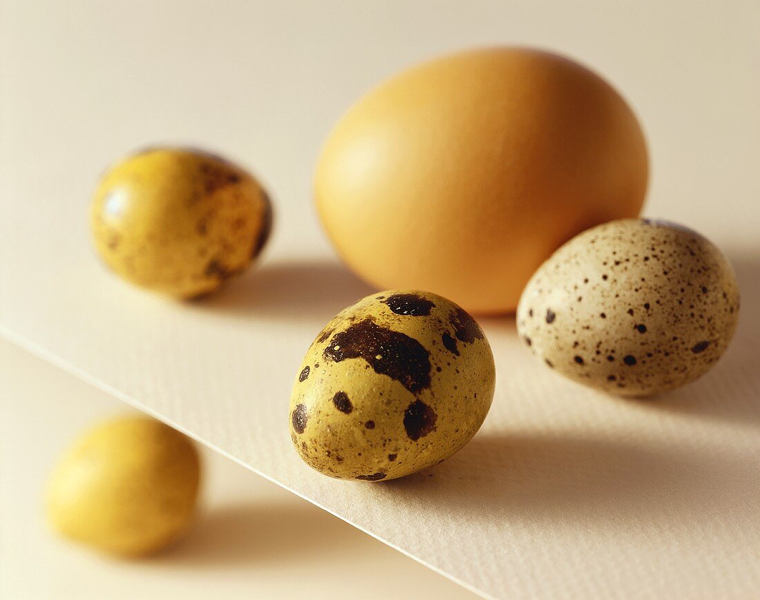 Quail Eggs with One Brown Egg