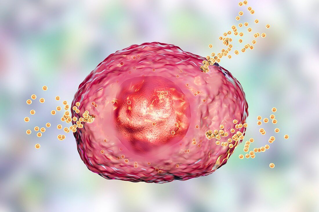 Mast cell releasing histamine, illustration