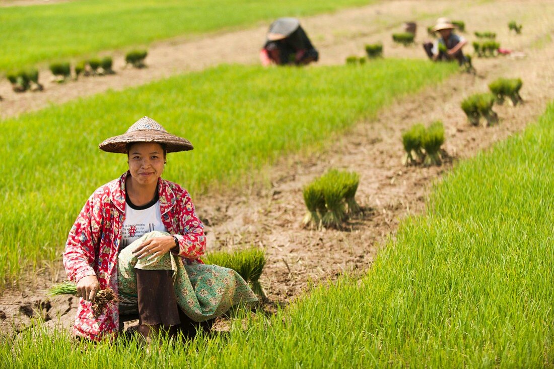 Asiatin bündelt Reispflanzen im Reisfeld (Kachin, Myanmar, Burma)
