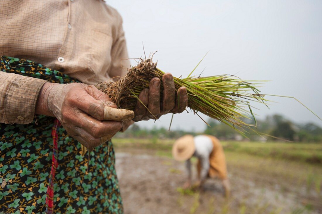 Asiatin beim Setzen von Reispflanzen (Kachin, Myanmar, Burma)