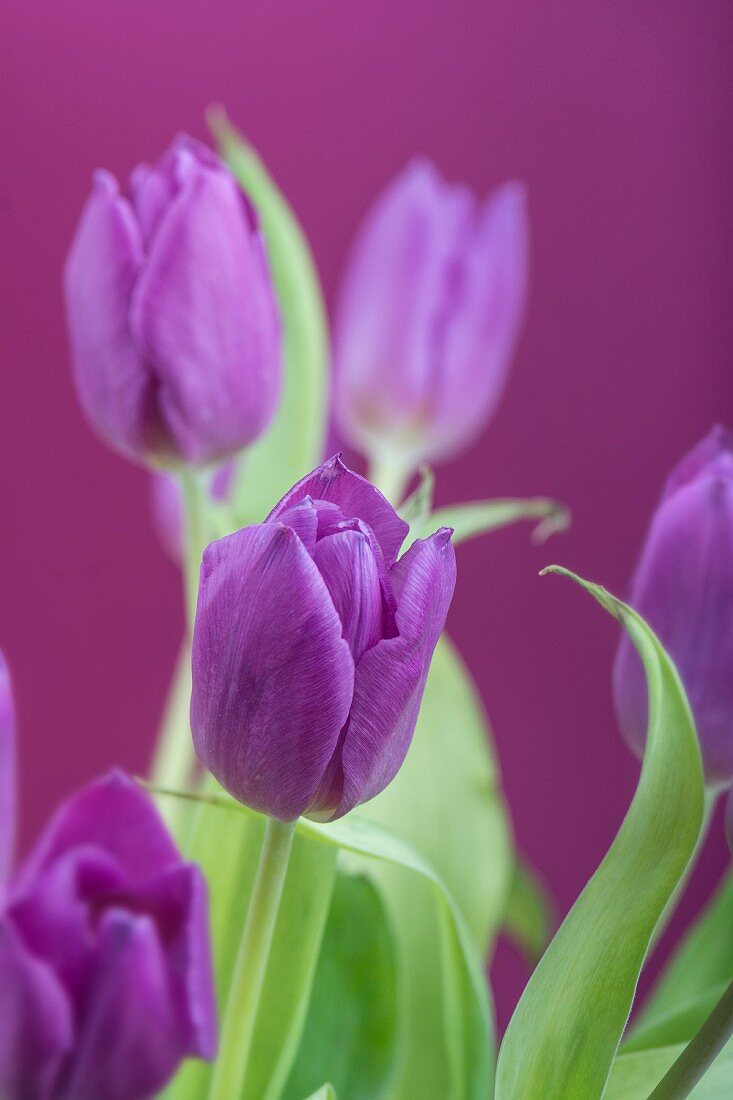 Violette Tulpen vor lila Hintergrund