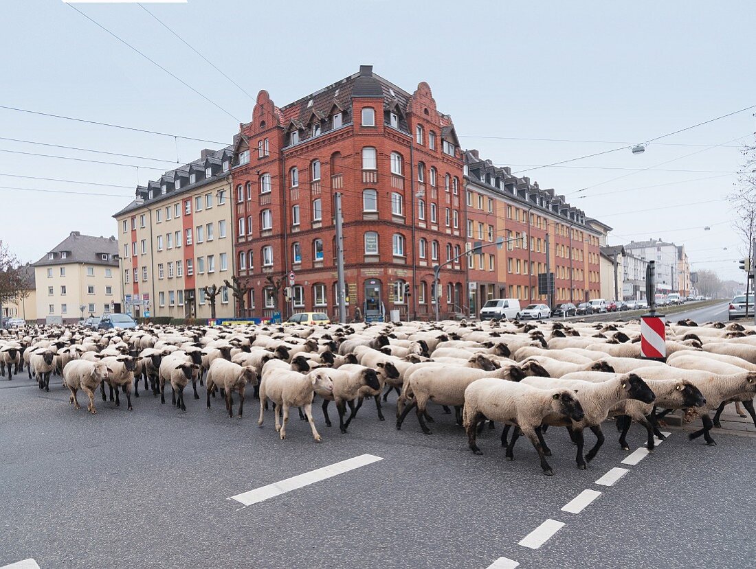 A herd of sheep at Leipziger Platz, Kassel, Germany