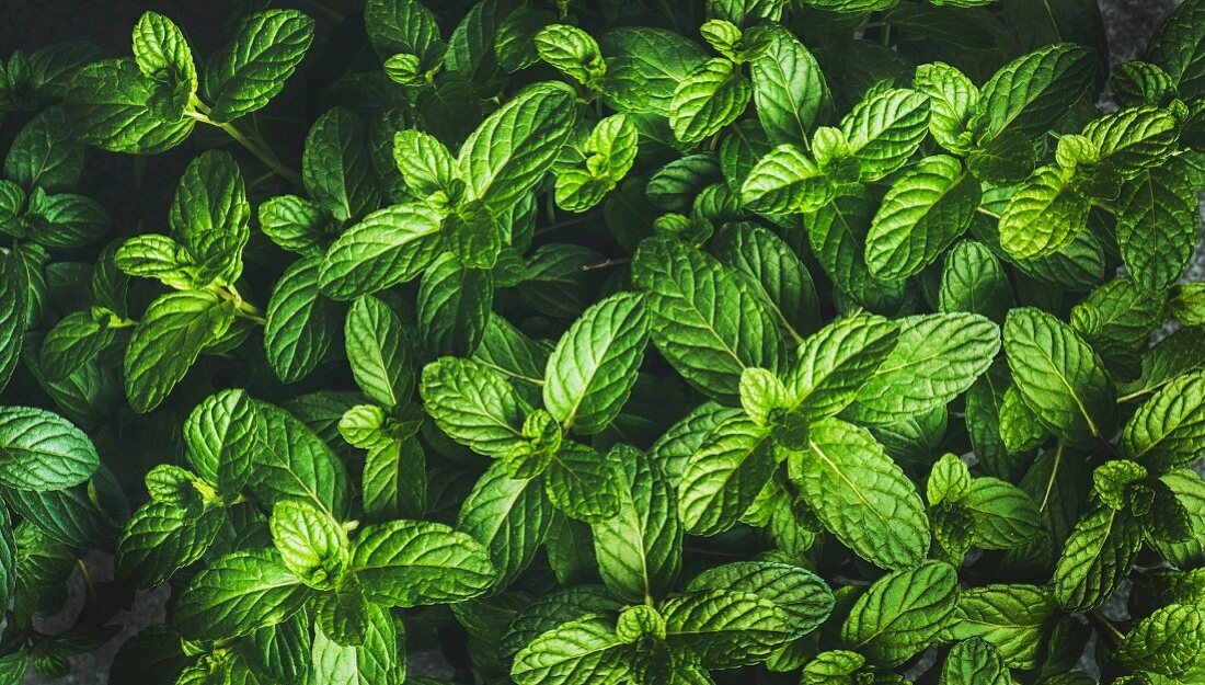 Fresh green pepper mint leaves texture