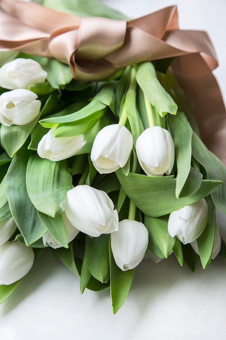 Bund weiße Tulpen mit einem braunen Satinband