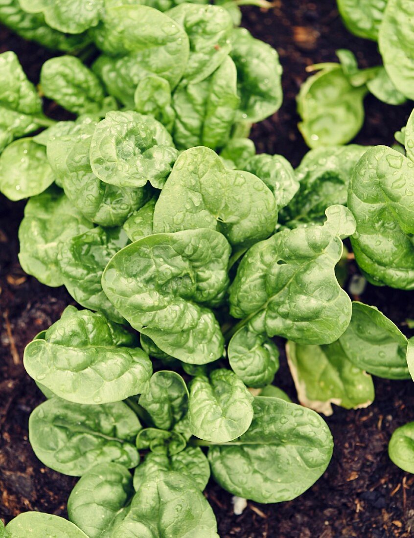 Fresh spinach in soil