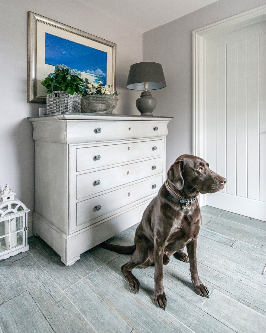 Dog sitting on grey floor in front of chest of drawers