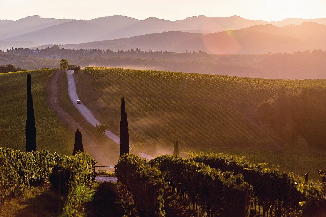 A wine landscape in Tuscany, Italy