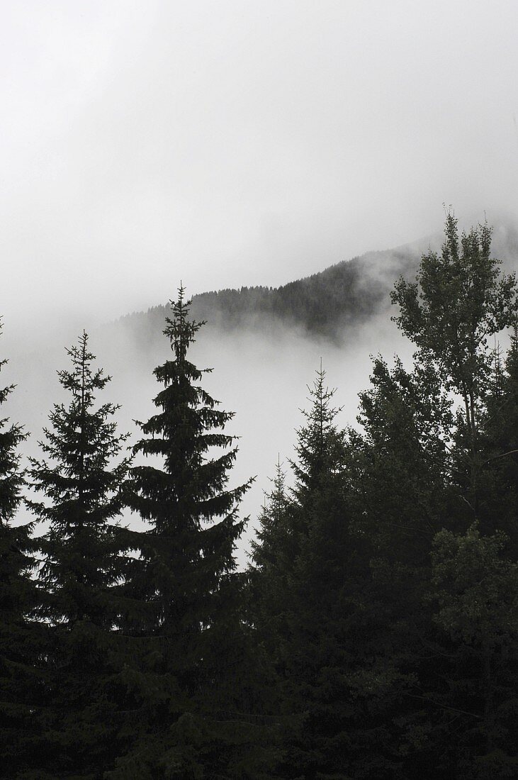 Nebelschwaden hinter Bäumen