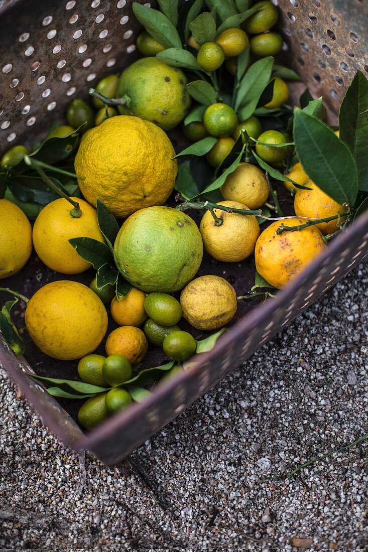 Assorted citrus fruit in box