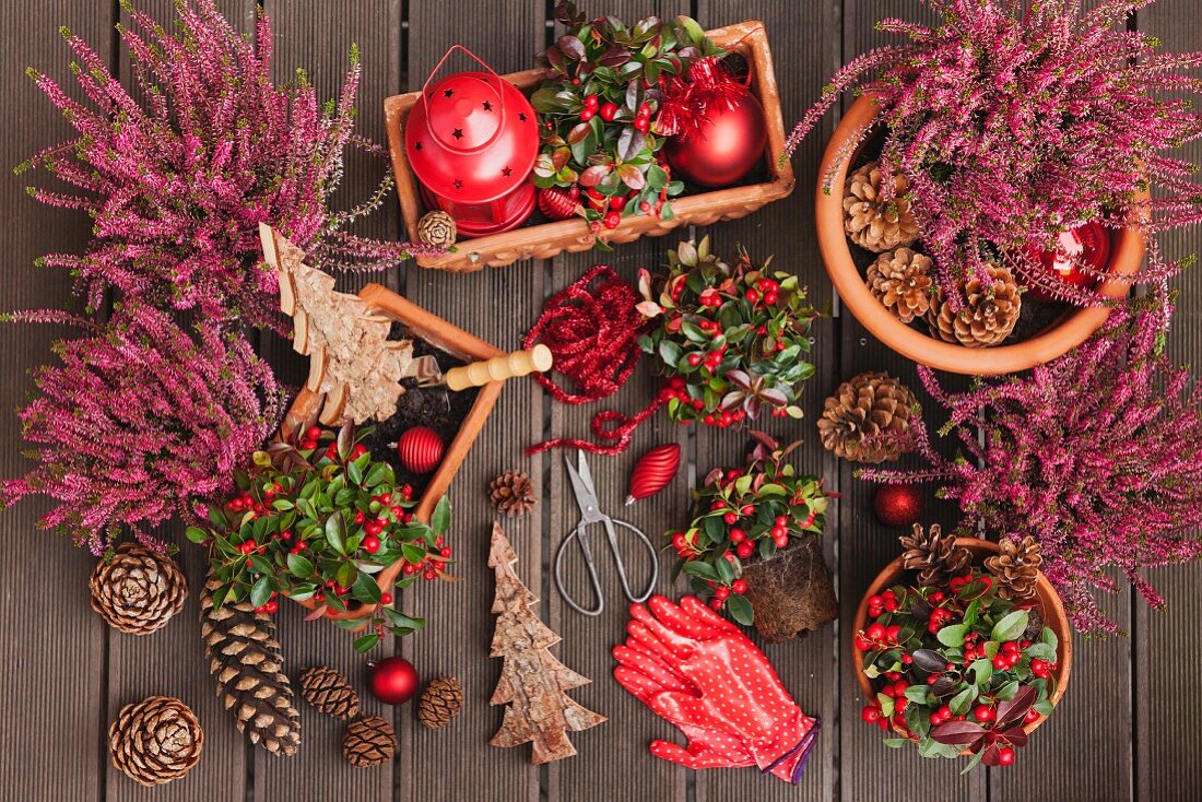 Festive arrangement of plants: heather (Erica) and Eastern teaberry (Gaultheria procumbens)