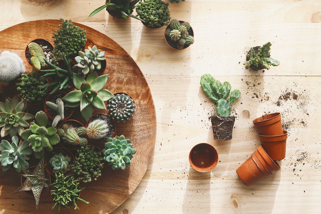 Cactus and succulents on wooden surface