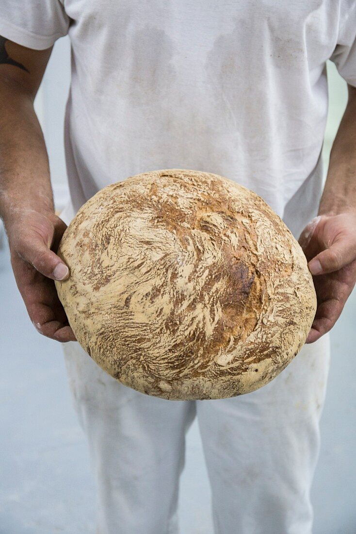 Bäcker hält ein frisch gebackenes Brot
