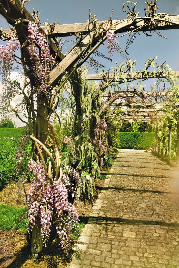 A wisteria tunnel in the experimental garden of the Weihenstephan-Triesdorf University of Applied Sciences in Freising, Bavaria, Germany