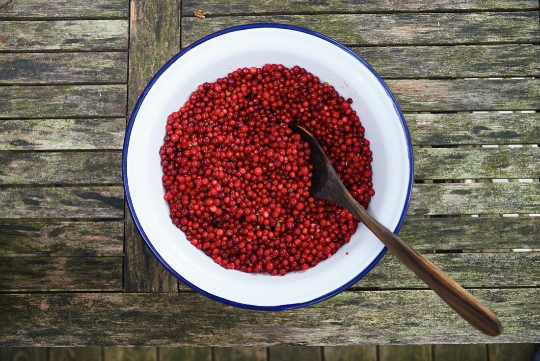 Lingonberries in an enamel bowl with a spoon