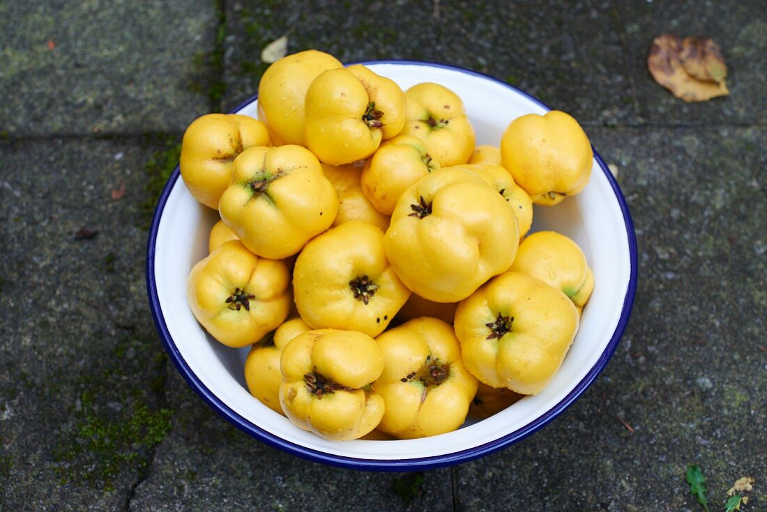 Quinces in an enamel bowl